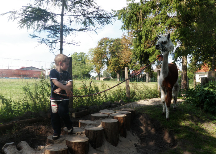 tl_files/Therapie auf vier Beinen/01_images/02_die_therapie/02_die_therapie_warum_ein_alpaka_als_helfer_01.jpg